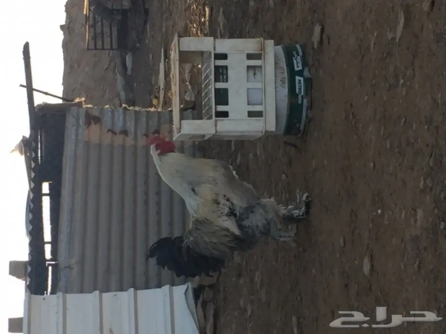 جوز براهما للبيع 