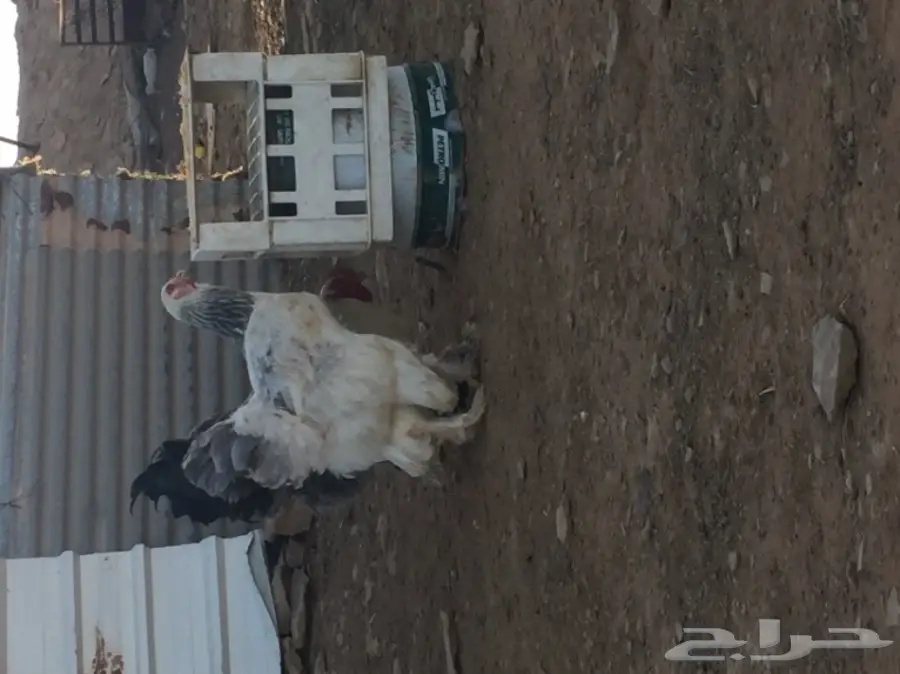 جوز براهما للبيع  (image 1)