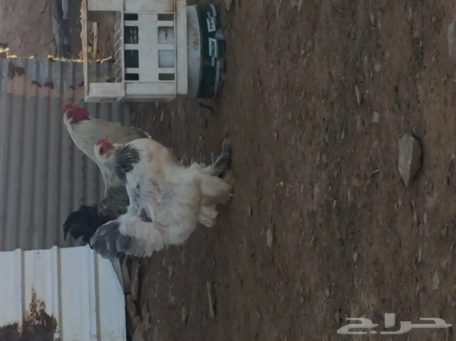 جوز براهما للبيع  (image 2)