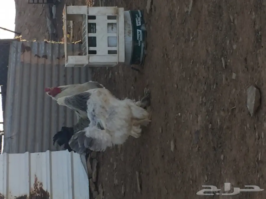 جوز براهما للبيع  (image 3)