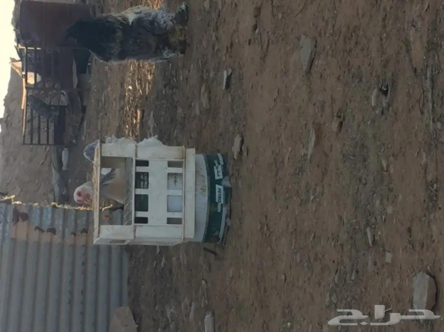 جوز براهما للبيع  (image 5)