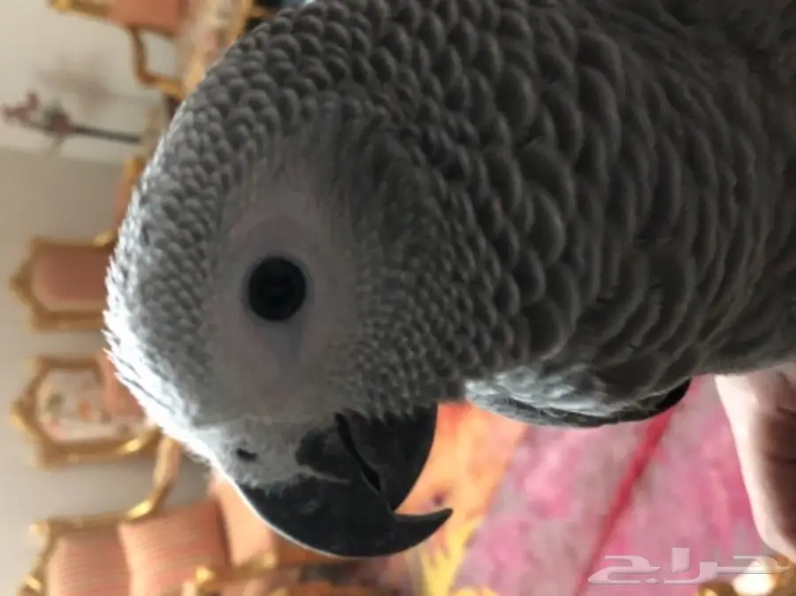 فرخ كاسكو هولندي (image 4)