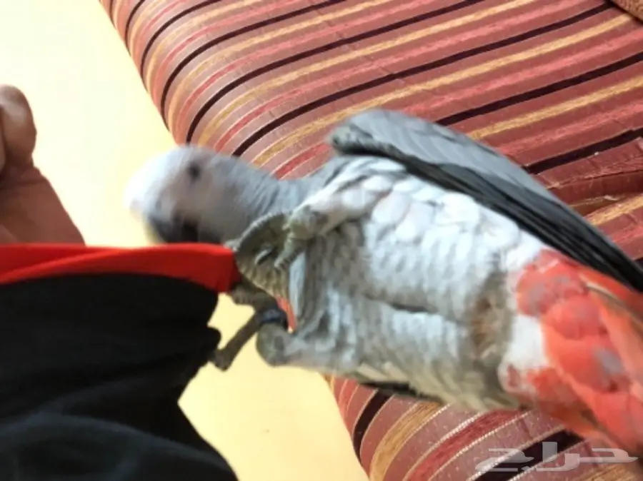 فرخ كاسكو هولندي (image 5)