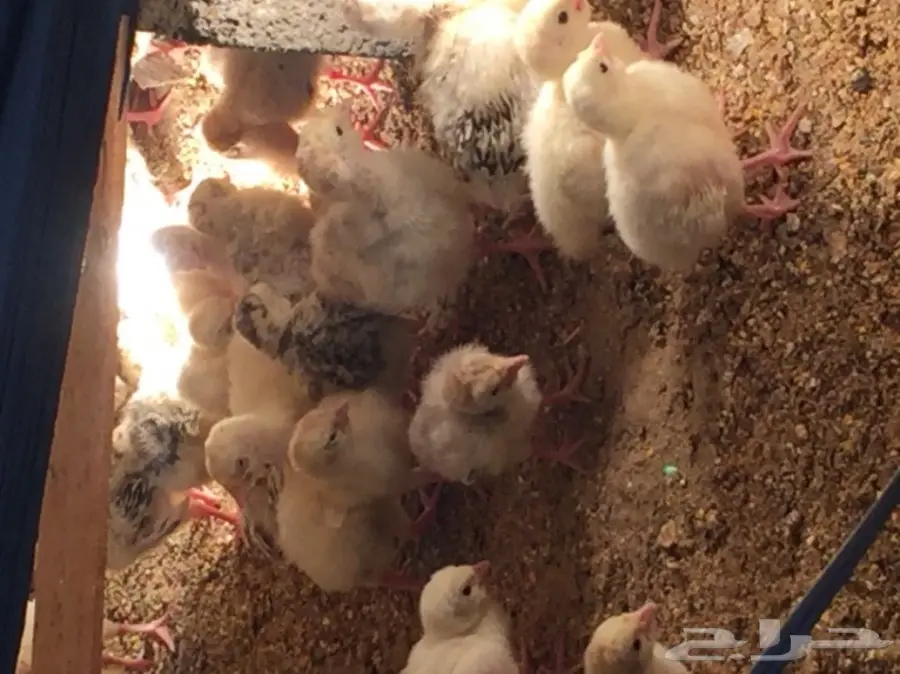 صوص رومي (image 1)