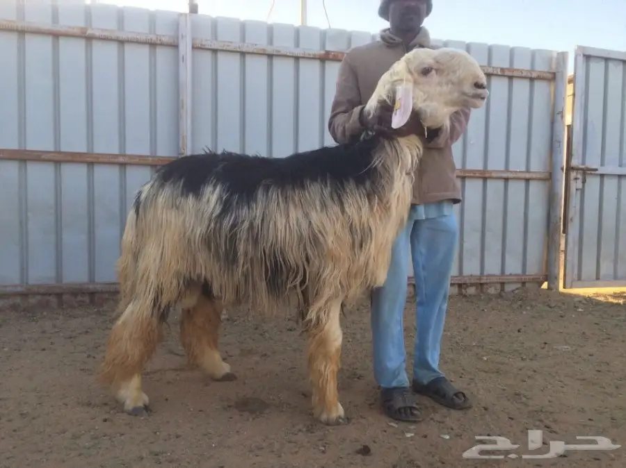 للبيع نجدي خصم