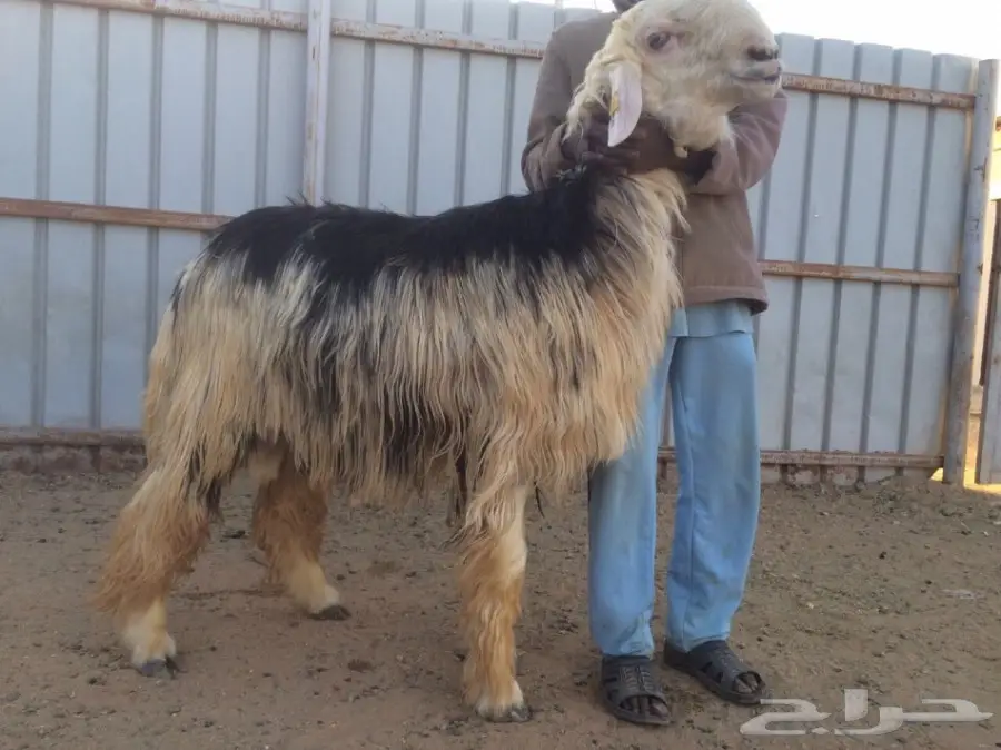 للبيع نجدي خصم (image 1)