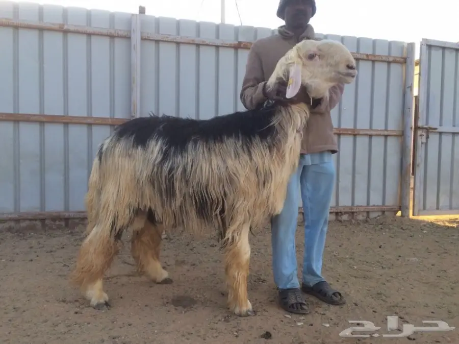 للبيع نجدي خصم (image 2)