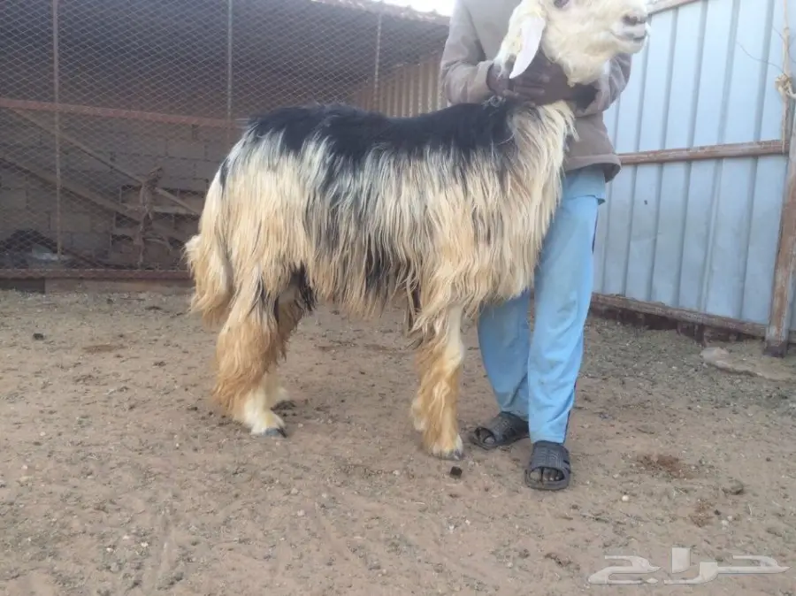 للبيع نجدي خصم (image 3)