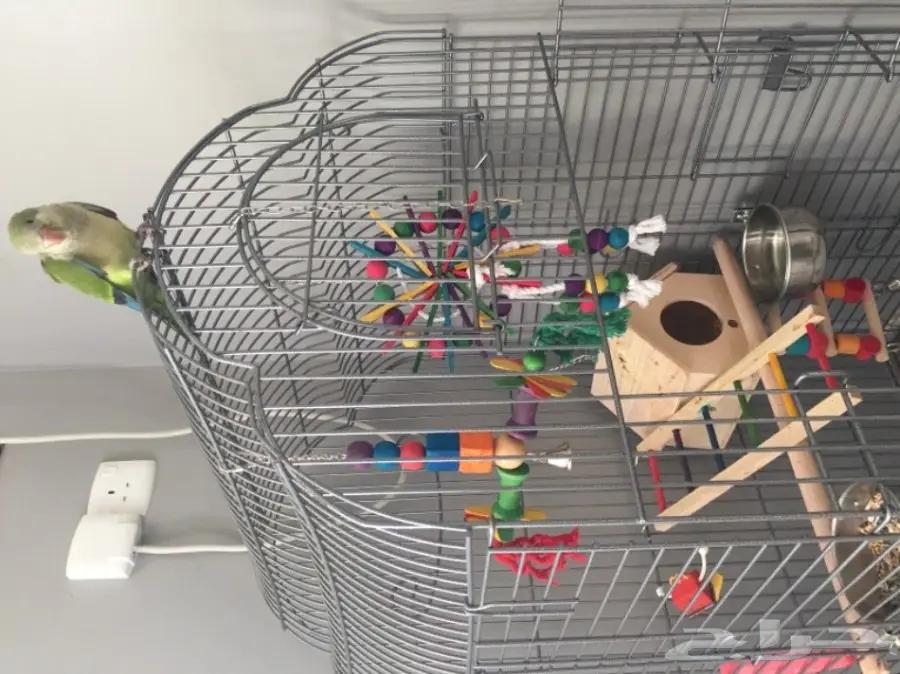 ببغاء كويكر للبيع (image 2)