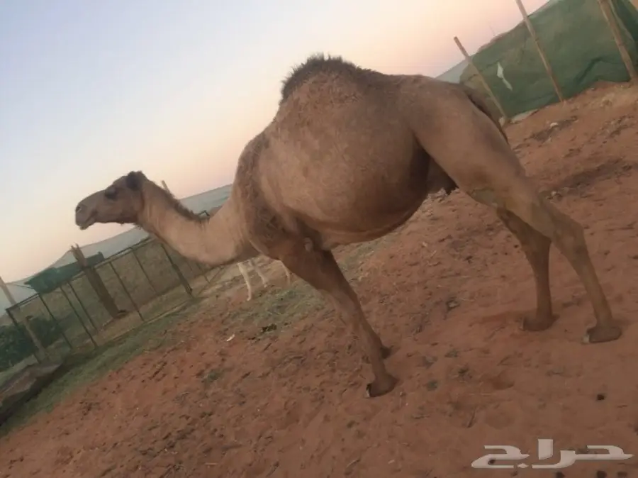 خلفه للبيع  (image 1)