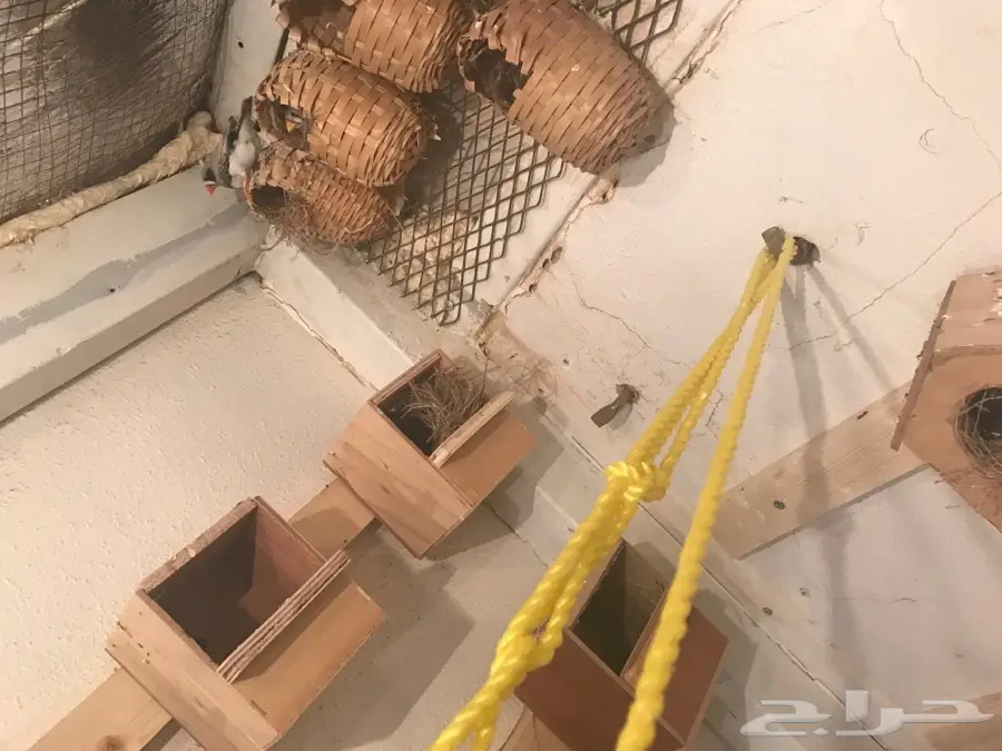 جواز زيبرا  (image 3)