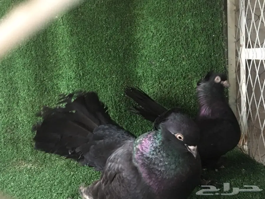 زوج كرنقوو مميز بانتاجه (image 2)