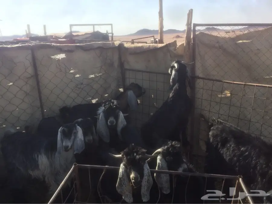 تيوس جذعان للبيع - العدد 14 | تيوس وجفره (image 5)