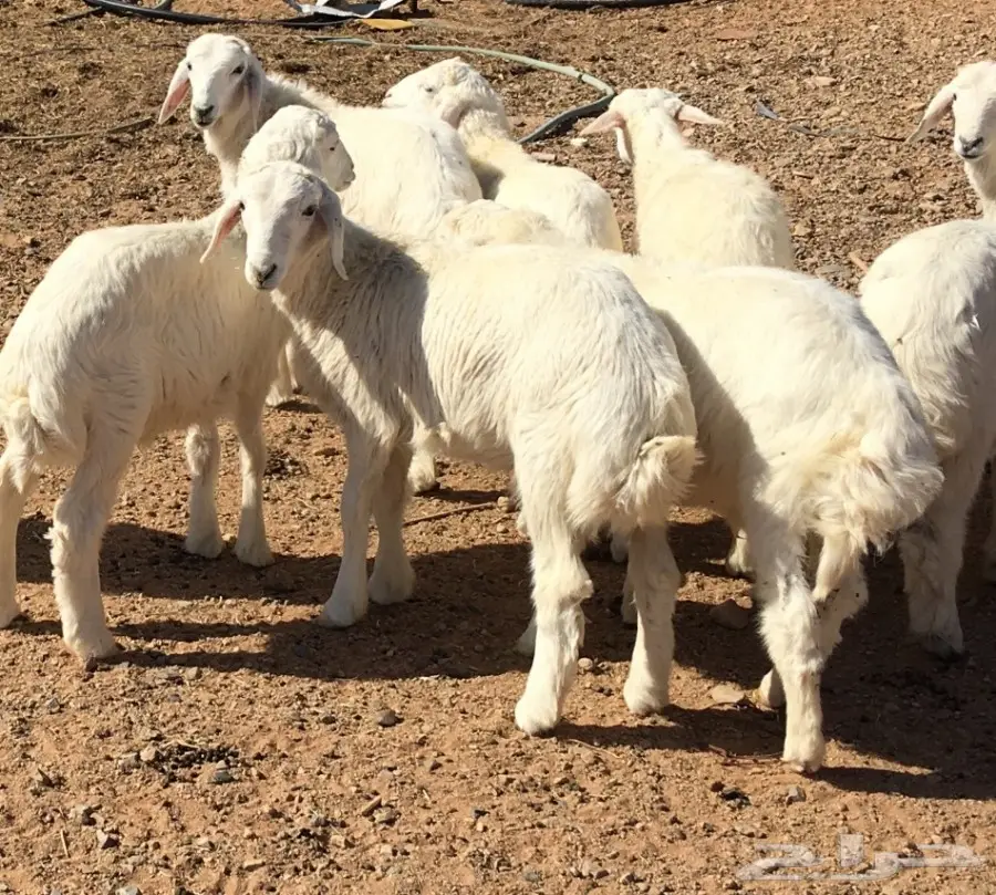  خرفان حريات للبيع