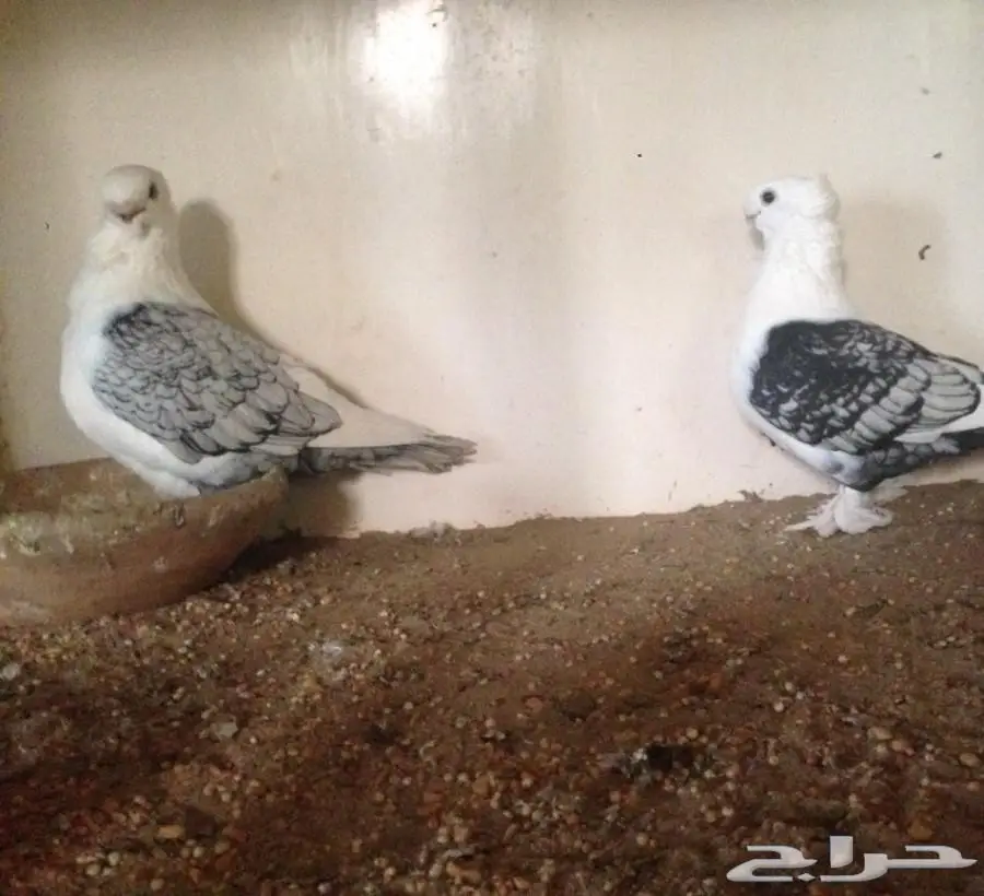 ستنايت  (image 1)