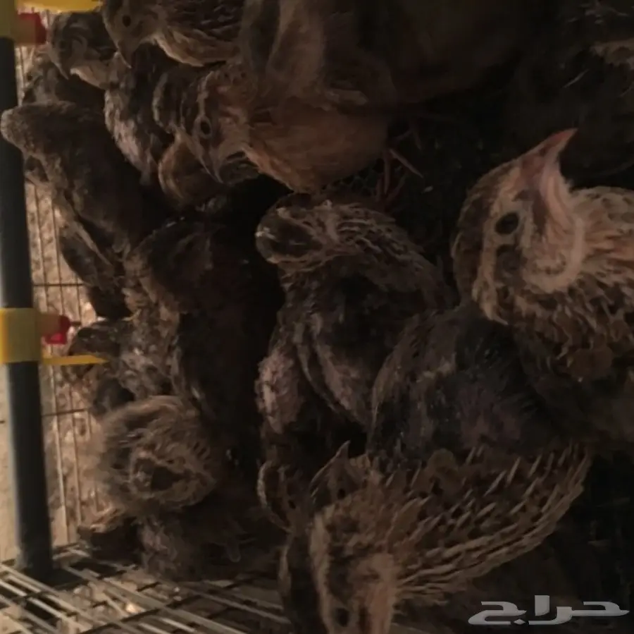 سمان للبيع جمله (image 3)