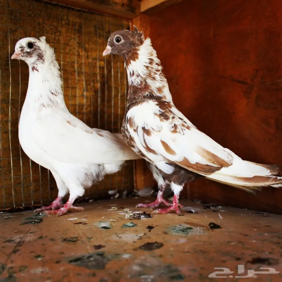 22 جوز قطايف قنادي حمرر