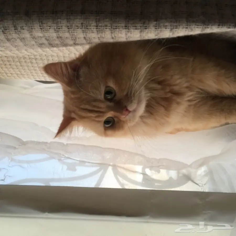 قط ذكر شيرازي للبيع