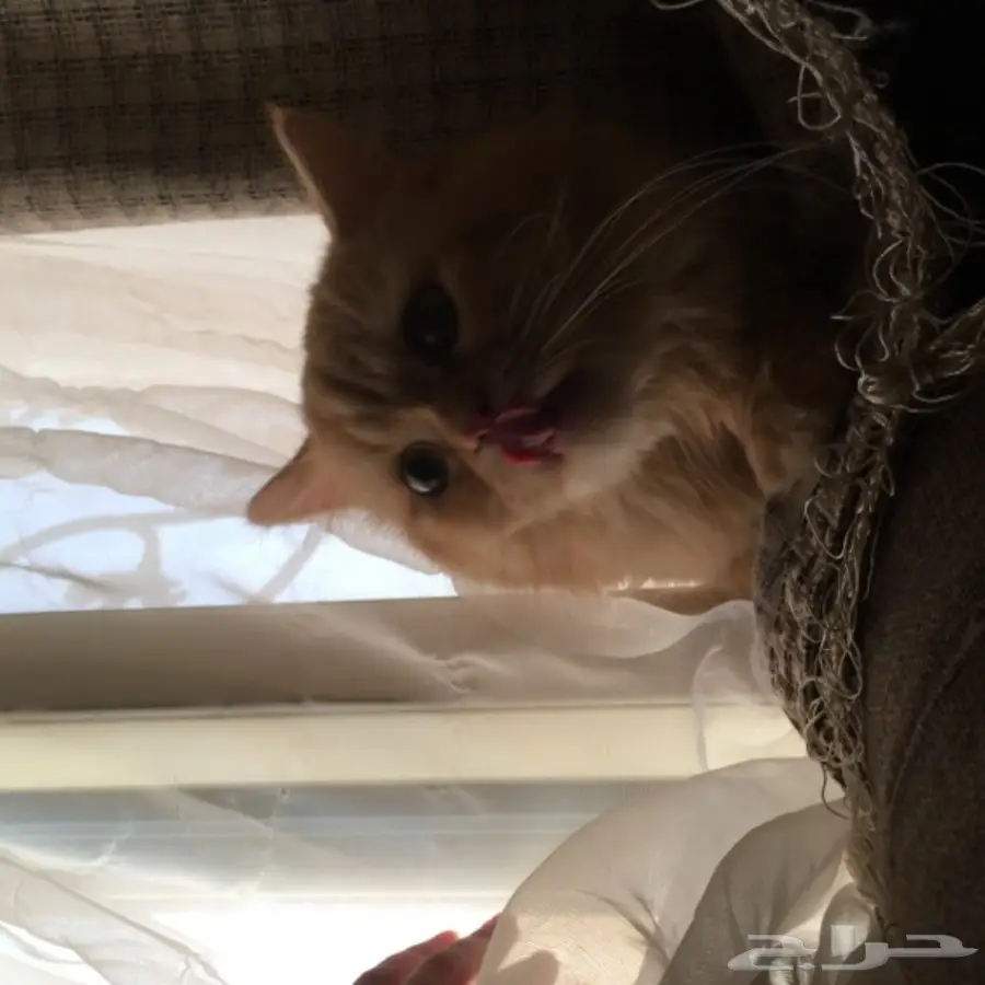 قط ذكر شيرازي للبيع (image 1)