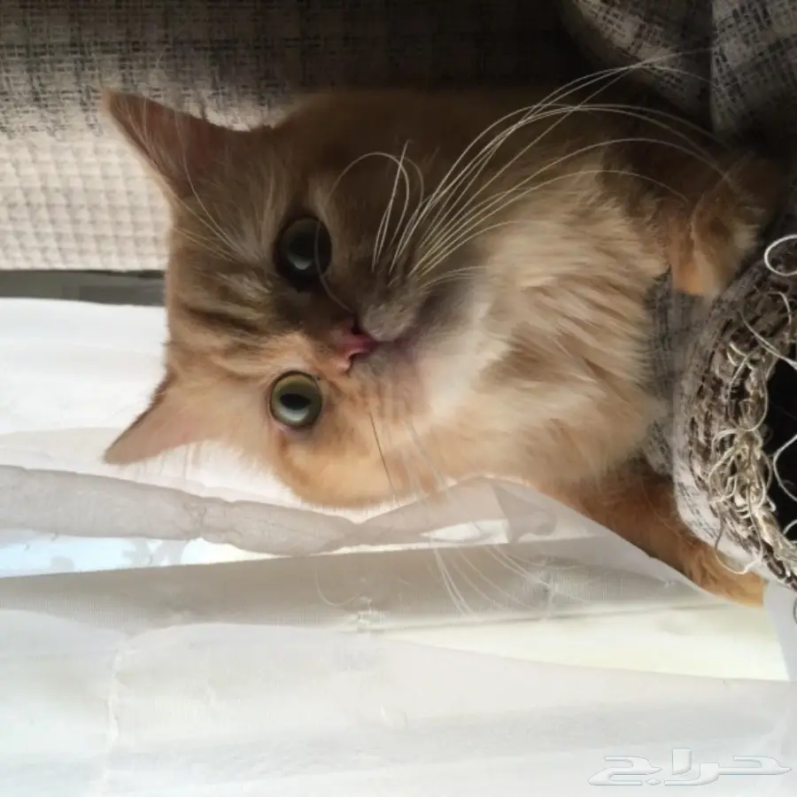 قط ذكر شيرازي للبيع (image 2)