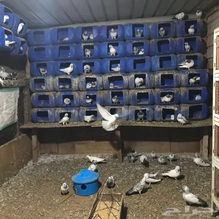 حمام بكستاني للبيع