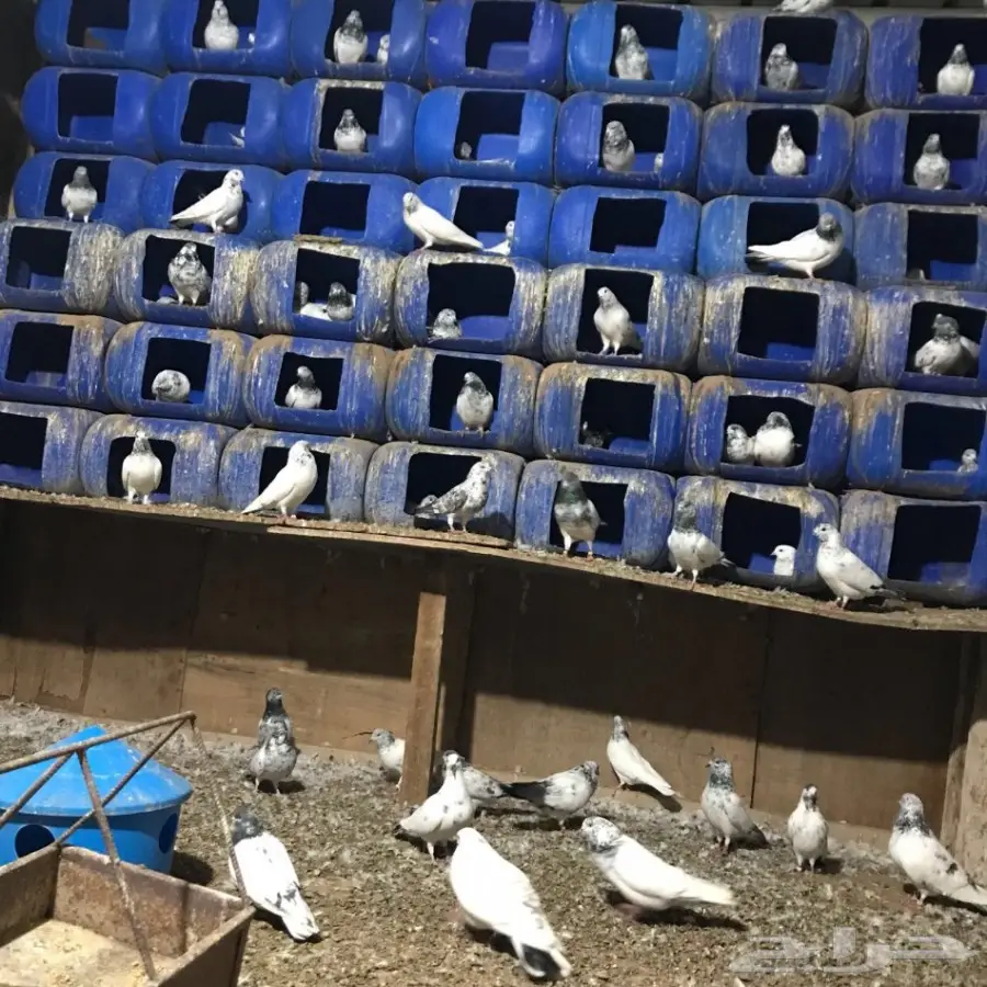 حمام بكستاني للبيع (image 1)