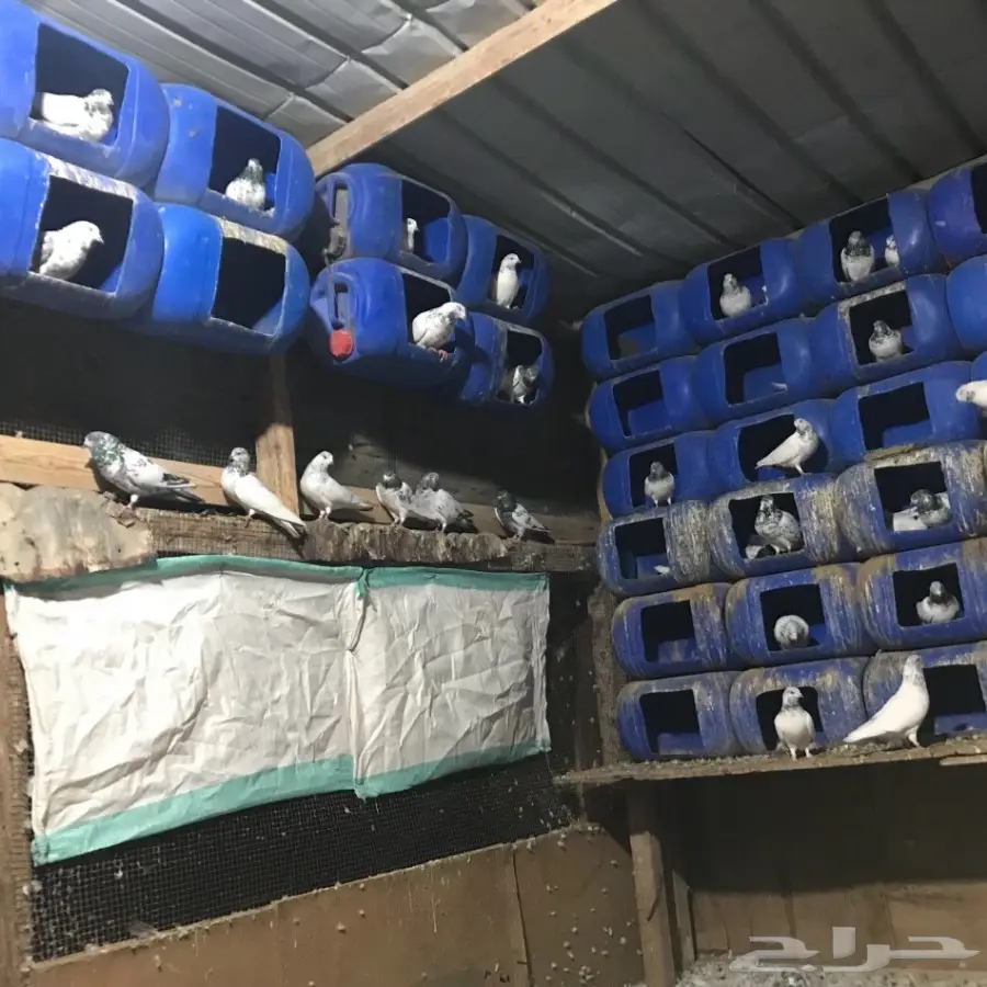 حمام بكستاني للبيع (image 2)