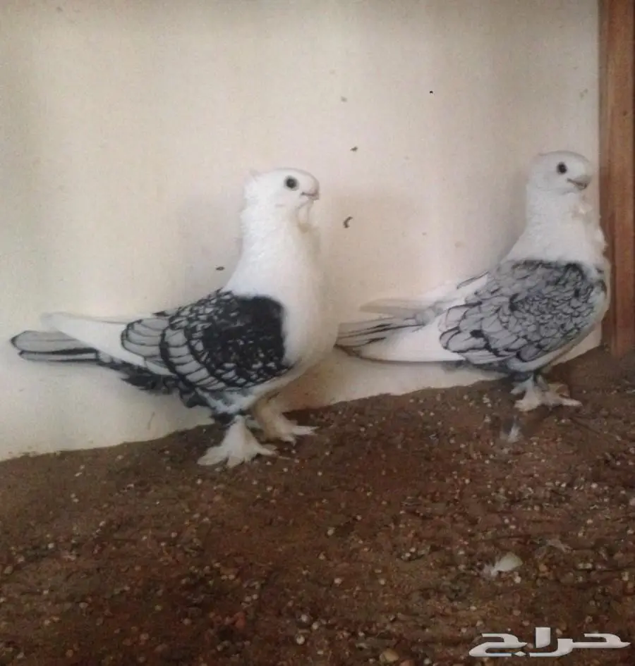 ستنايت  (image 2)