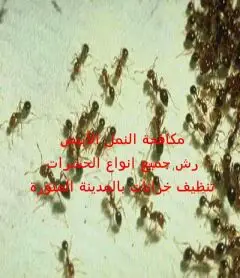 نقل عفش تنظيف خزانات شقق فلل رش حشرات  (image 2)