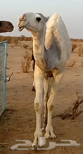 بكره حقه طيبه منوه القناي