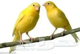 أجواز كناري جاهزة للانتاج وشرط تغريد نوادر (image 3)