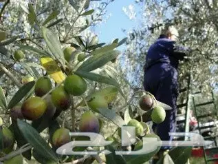 زيت زيتون فلسطيني عصرة أولى بكر ممتاز جديد (image 20)