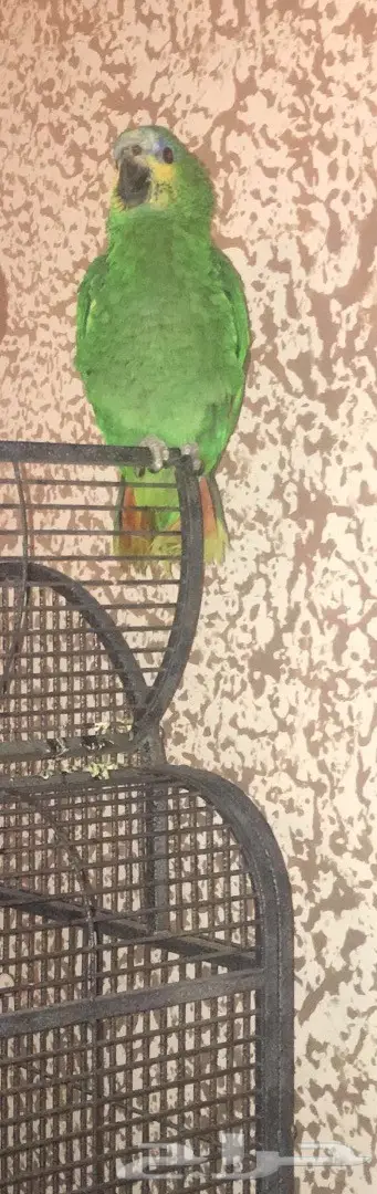 ببغاء امازون  (image 1)