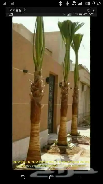 تنسيق حدائق مذهل - تيل طبيعي وعشب صناعي (image 21)