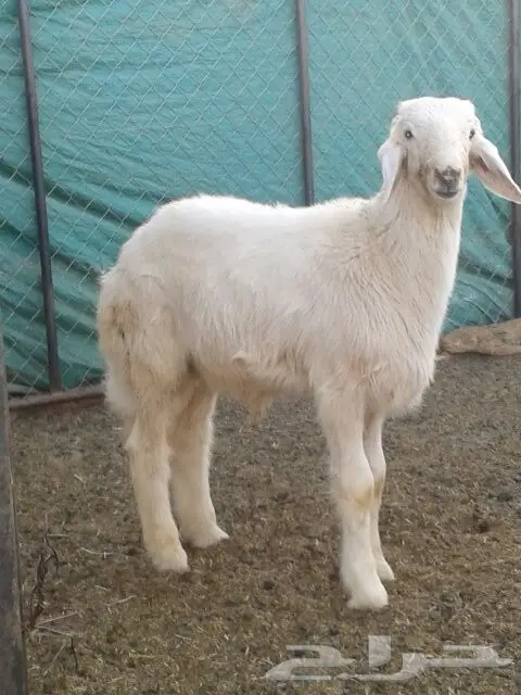 حريات طليان ورخال اعمار 3 اشهر ..