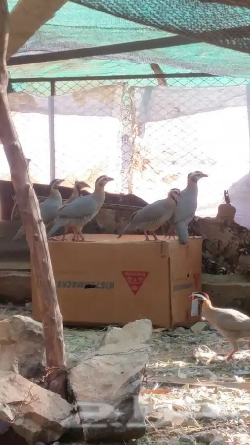 قهد حجل قهبي  (Image 1)