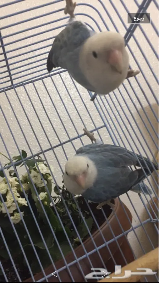 فردتين روز  (image 1)