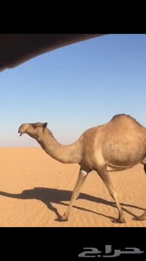 خلفات وحده بكر وحده ثنو تحتها قعدان (image 2)