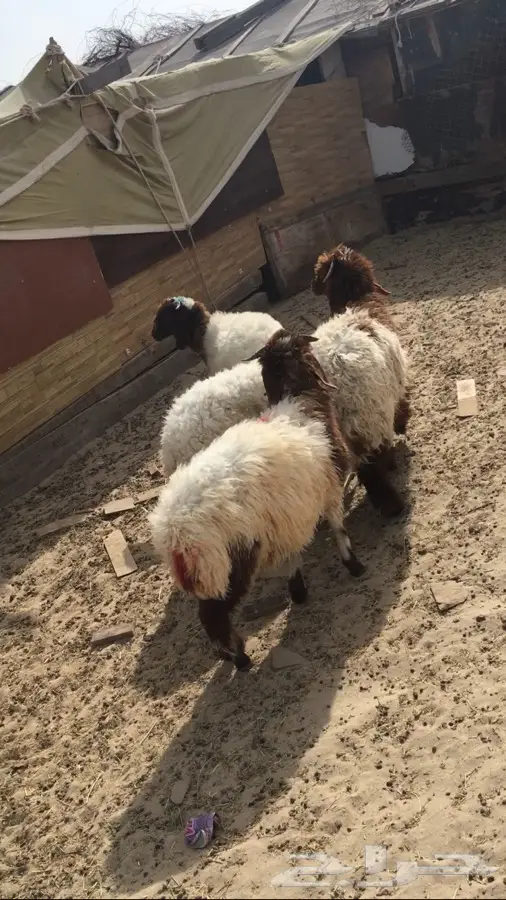 هرافا نعيم  (image 4)