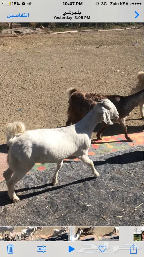 ماعز نقاوه للبيع (image 9)