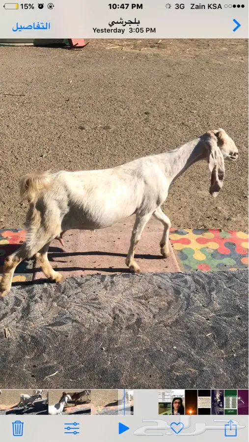 ماعز نقاوه للبيع (image 10)