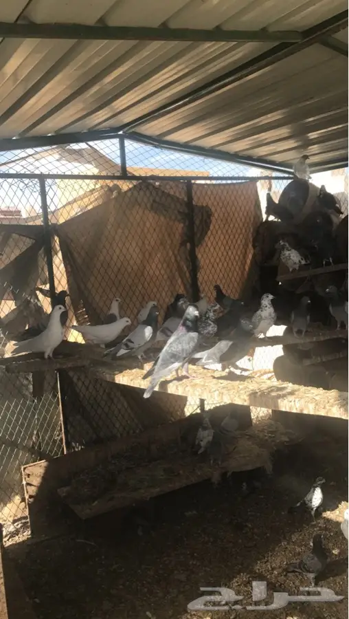 للبيع حمام مشاكيل لاحم (image 1)