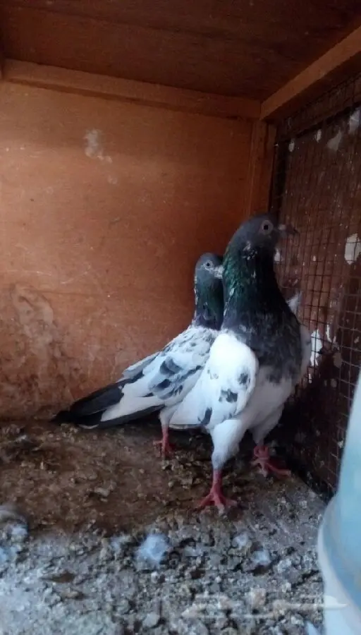 حمام باكستاني (image 1)