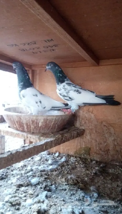 حمام باكستاني (image 3)