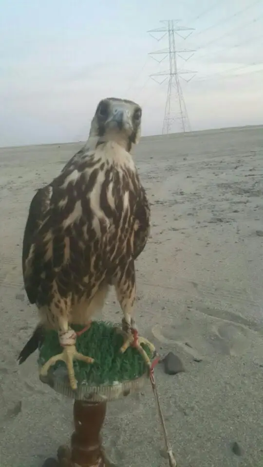 طير وكري (image 1)