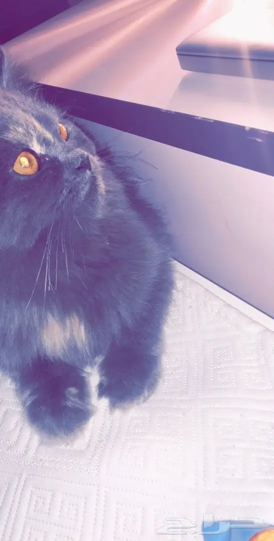 بسة رصاصي للبيع 