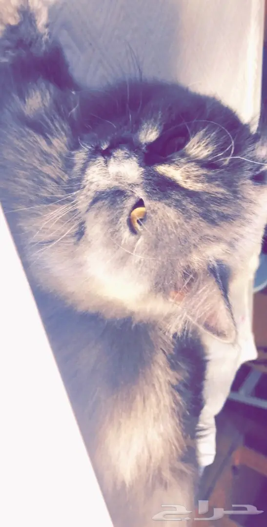 بسة رصاصي للبيع  (image 1)