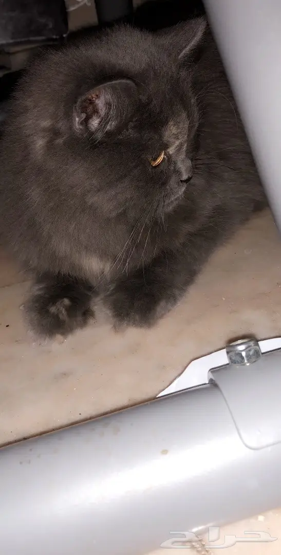 بسة رصاصي للبيع  (image 2)