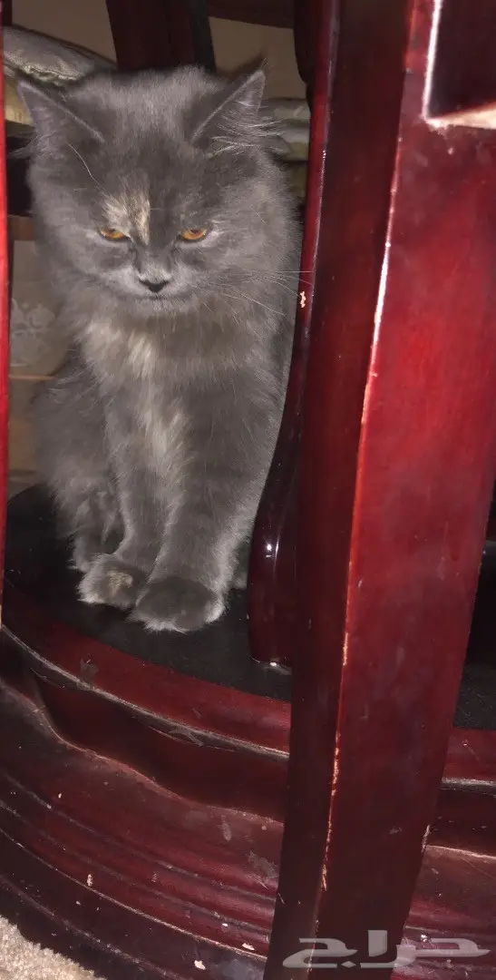 بسة رصاصي للبيع  (image 3)