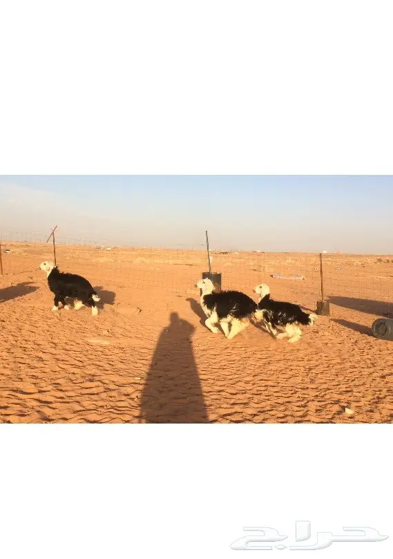 خروفان وسمان لطيفان للبيع - في الرياض الخبراء (image 3)